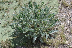 Astragalus arequipensis
