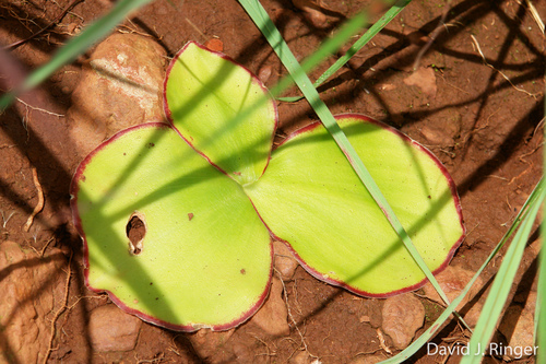 Costus spectabilis