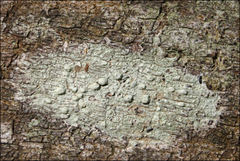 Pertusaria pertractata
