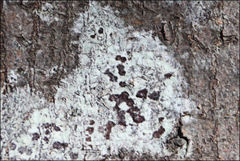 Pertusaria pertractata