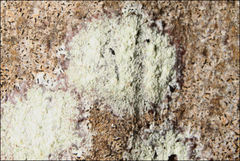 Pertusaria pertractata