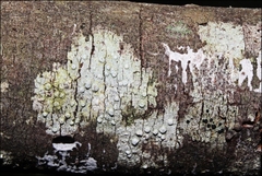 Pertusaria pertractata