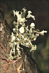 Ramalina inflata