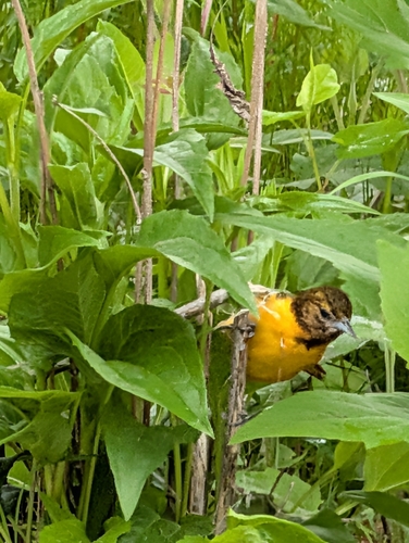 Baltimore Oriole