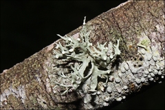 Ramalina inflata