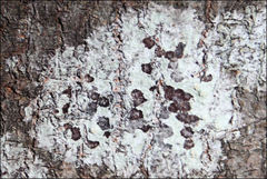 Pertusaria pertractata