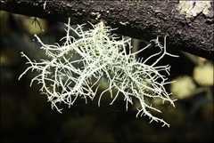 Usnea inermis