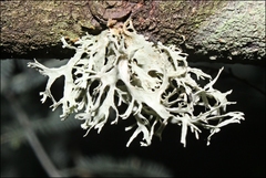 Ramalina inflata