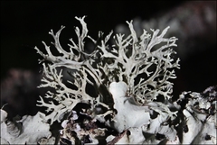 Ramalina inflata