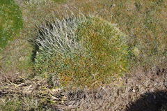Oxychloe andina