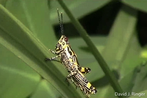 Variegated grasshopper