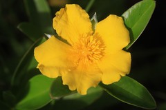 Hibbertia scandens