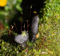 Xylaria castorea