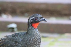 Penelope superciliaris