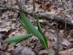 Polygonatum biflorum biflorum