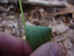 Polygonatum biflorum biflorum
