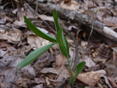 Polygonatum biflorum biflorum