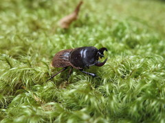 Geodorcus helmsi