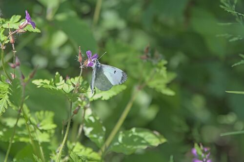 orange-tip