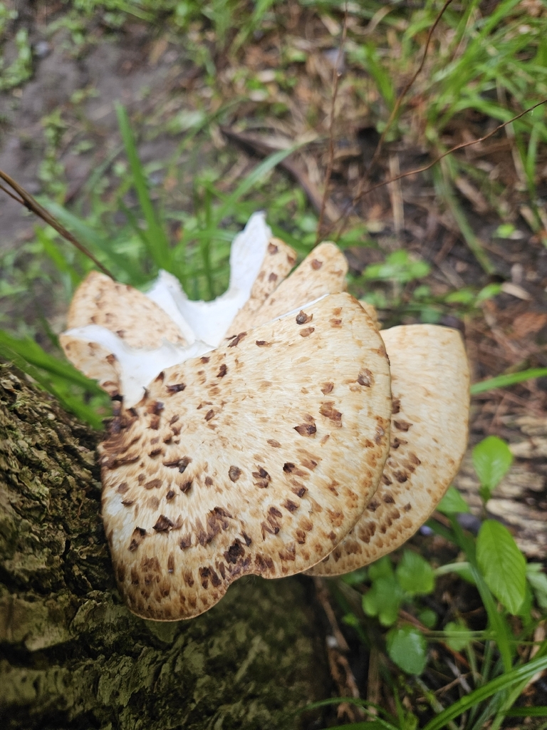 Dryad's Saddle · May 2026 · photo: Photo: no rights reserved · iNaturalist