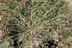 Puccinellia maritima