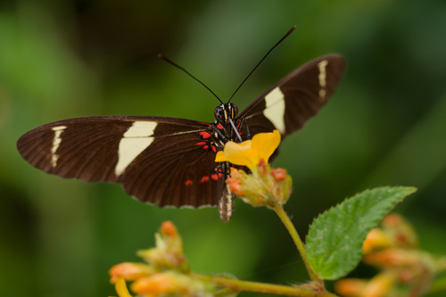 Heliconius sara apseudes