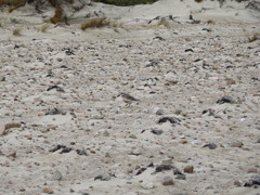 Charadrius obscurus obscurus