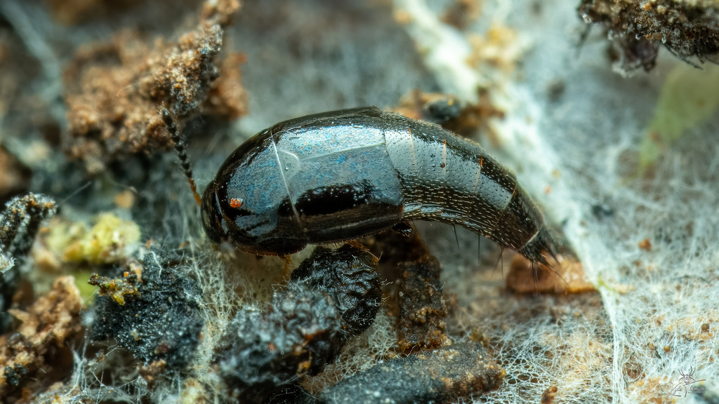 Crablike Rove Beetles