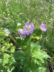Phacelia grandiflora