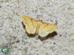 Lomographa aridata