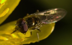 Platycheirus scutatus