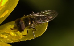 Platycheirus scutatus