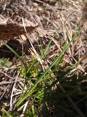 Carex umbellata