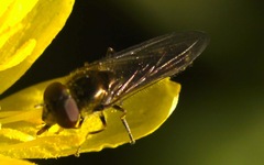 Platycheirus scutatus
