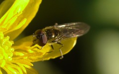 Platycheirus scutatus