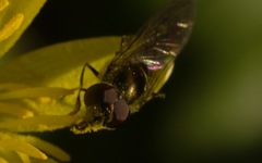 Platycheirus scutatus
