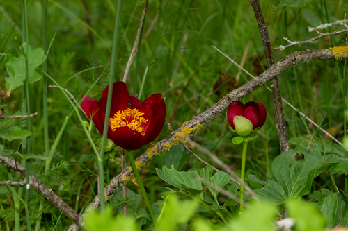 Paeonia peregrina, photograph 3