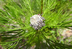 Isopogon anethifolius