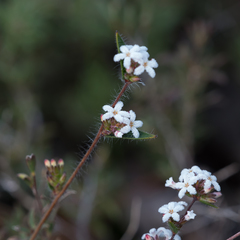 Leucopogon concurvus