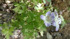 Nemophila phacelioides