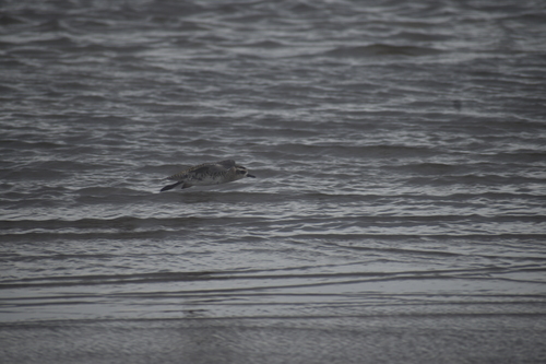 iNaturalist image