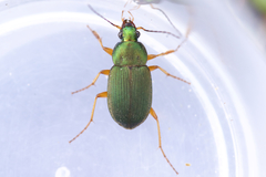 Chlaenius lithophilus