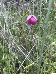 Calochortus amoenus