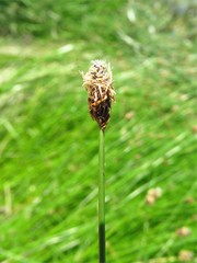 Eleocharis compressa