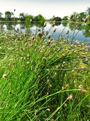 Eleocharis compressa