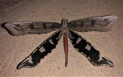 Crambomorphus kalaharicus