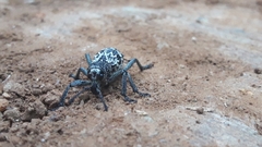 Aegorhinus superciliosus