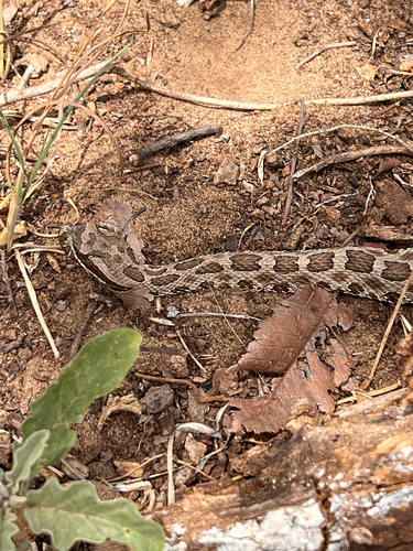Western Massasauga