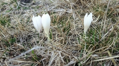Crocus vernus