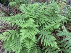 Athyriaceae